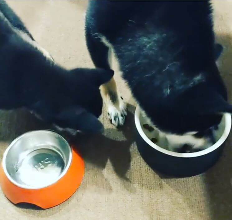 柴犬,Instagram