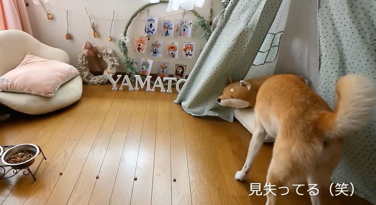 柴犬,YouTube