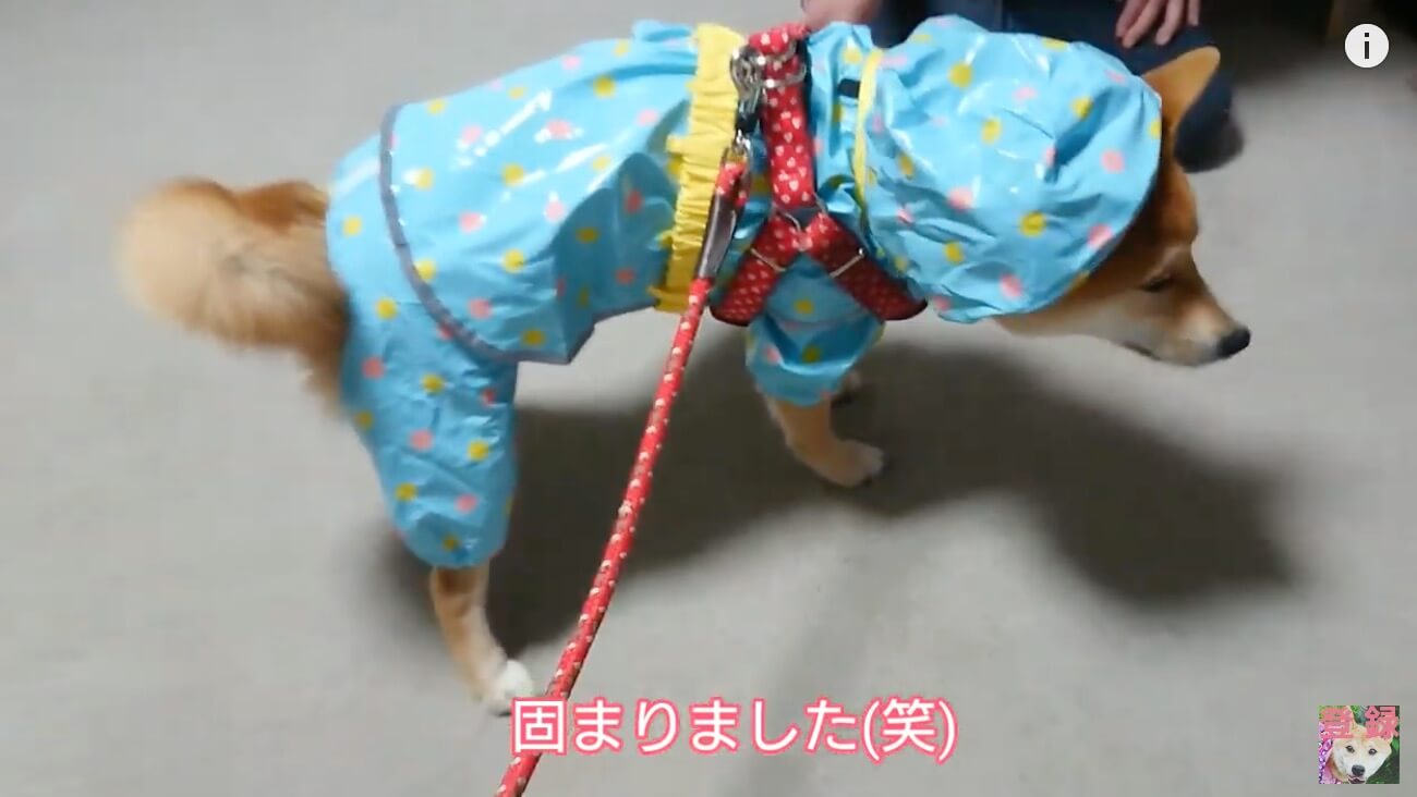 柴犬,YouTube