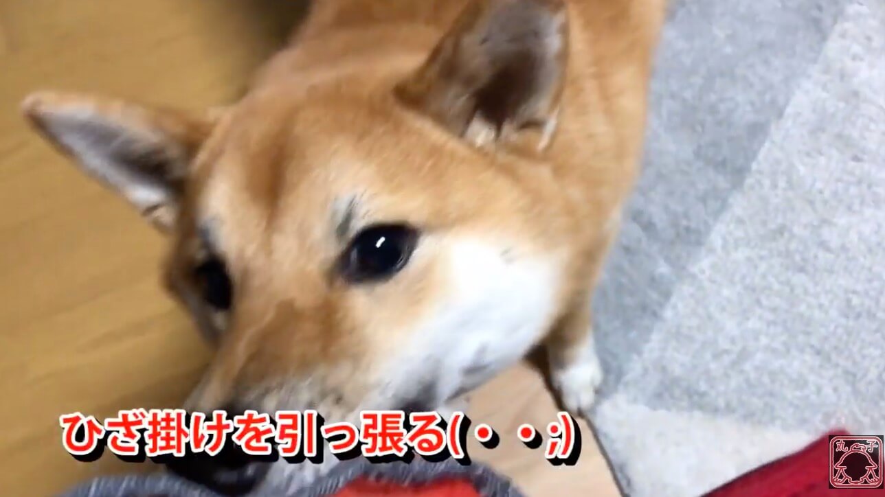 柴犬,YouTube