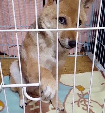 柴犬,Instagram