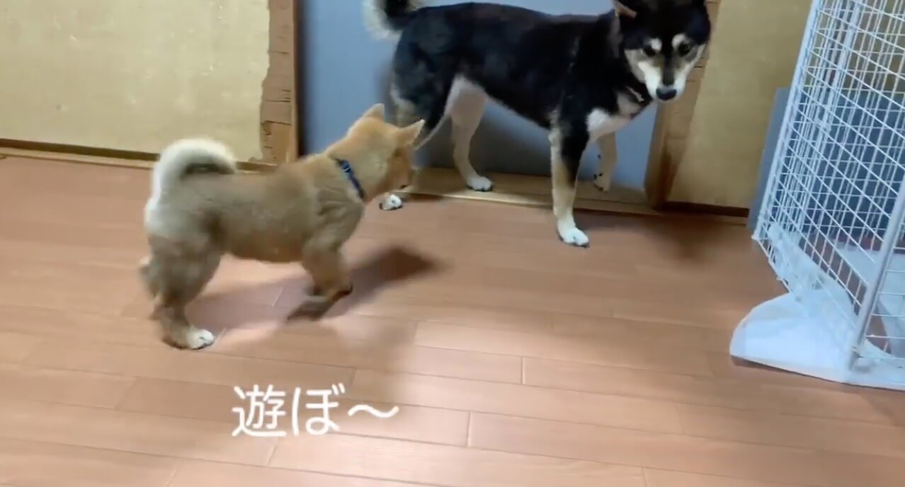 柴犬,YouTube