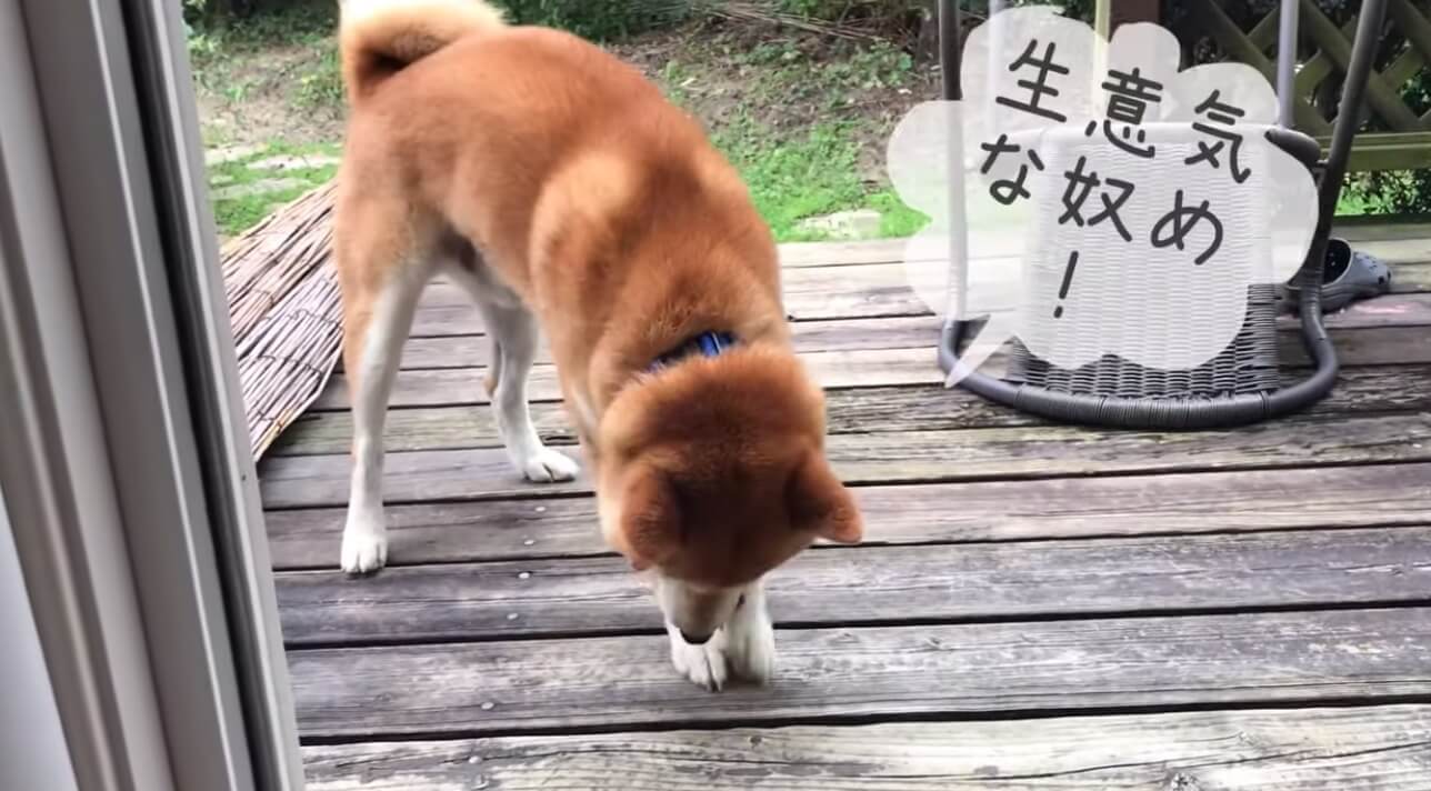柴犬,YouTube
