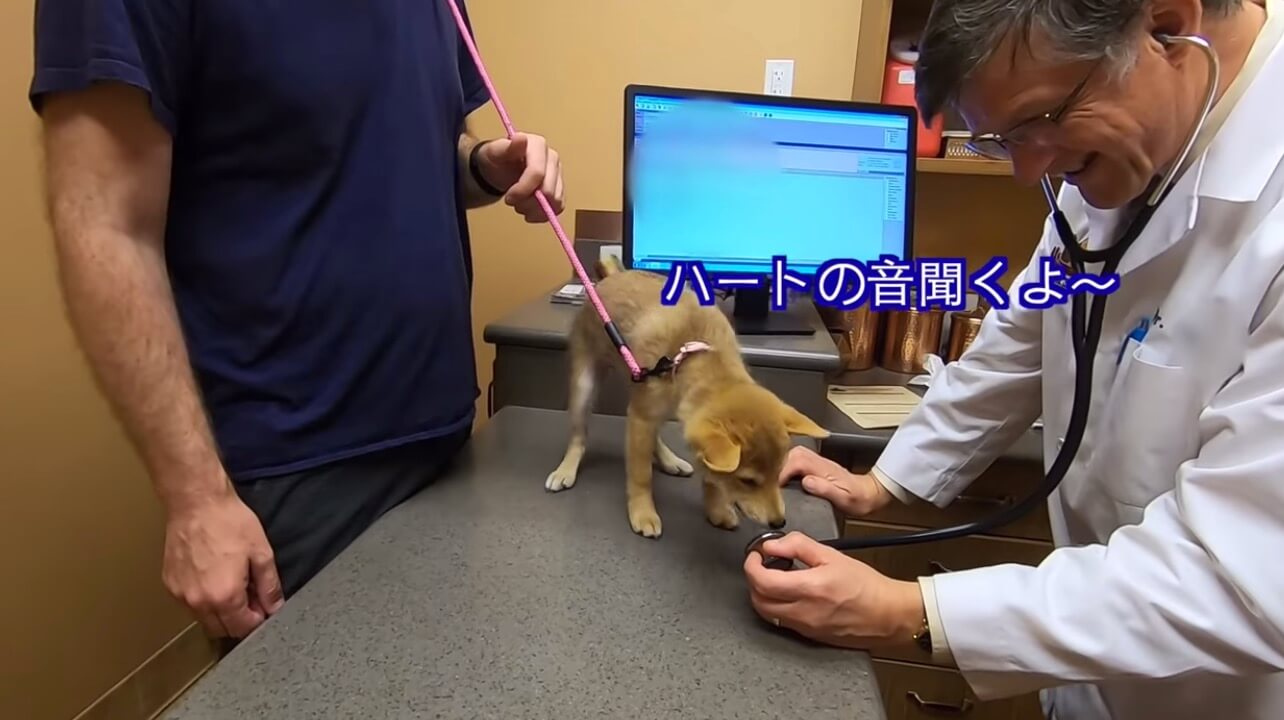 柴犬,YouTube