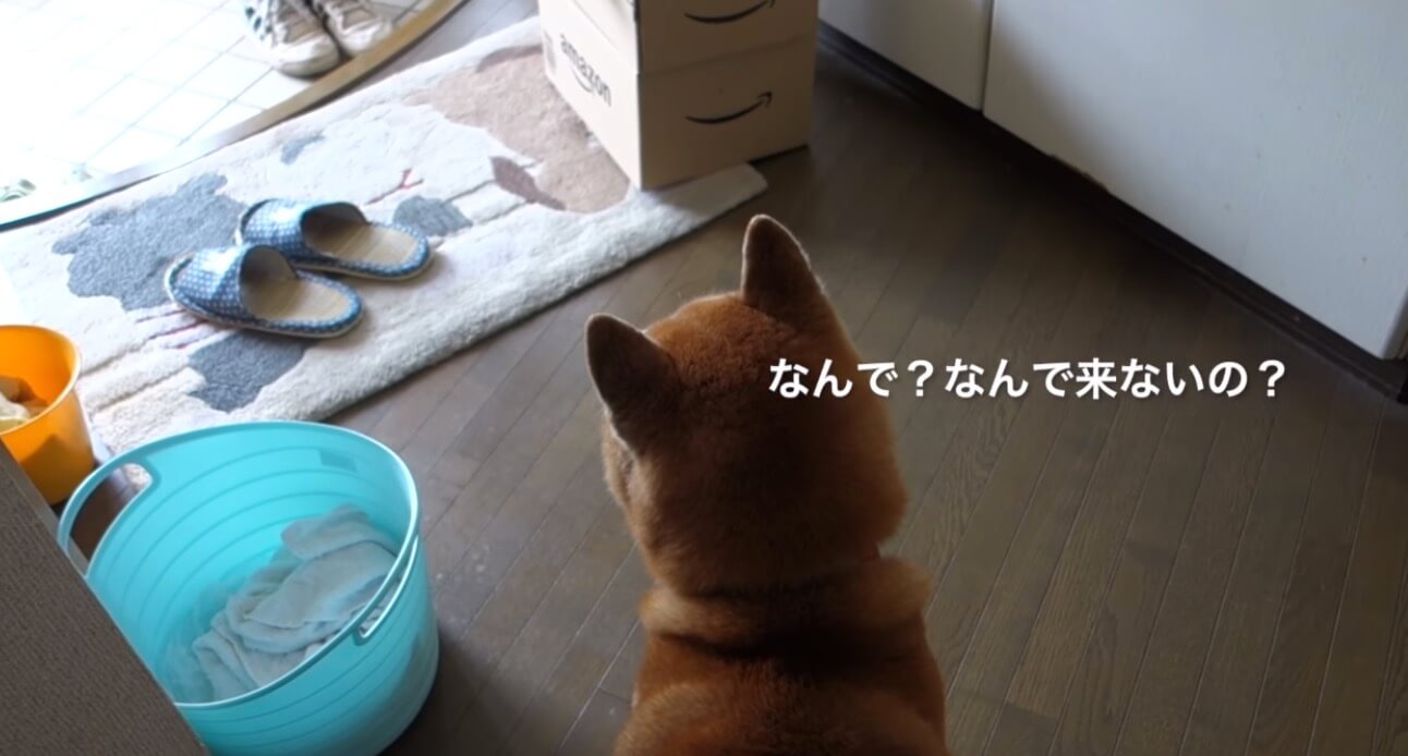 柴犬,YouTube