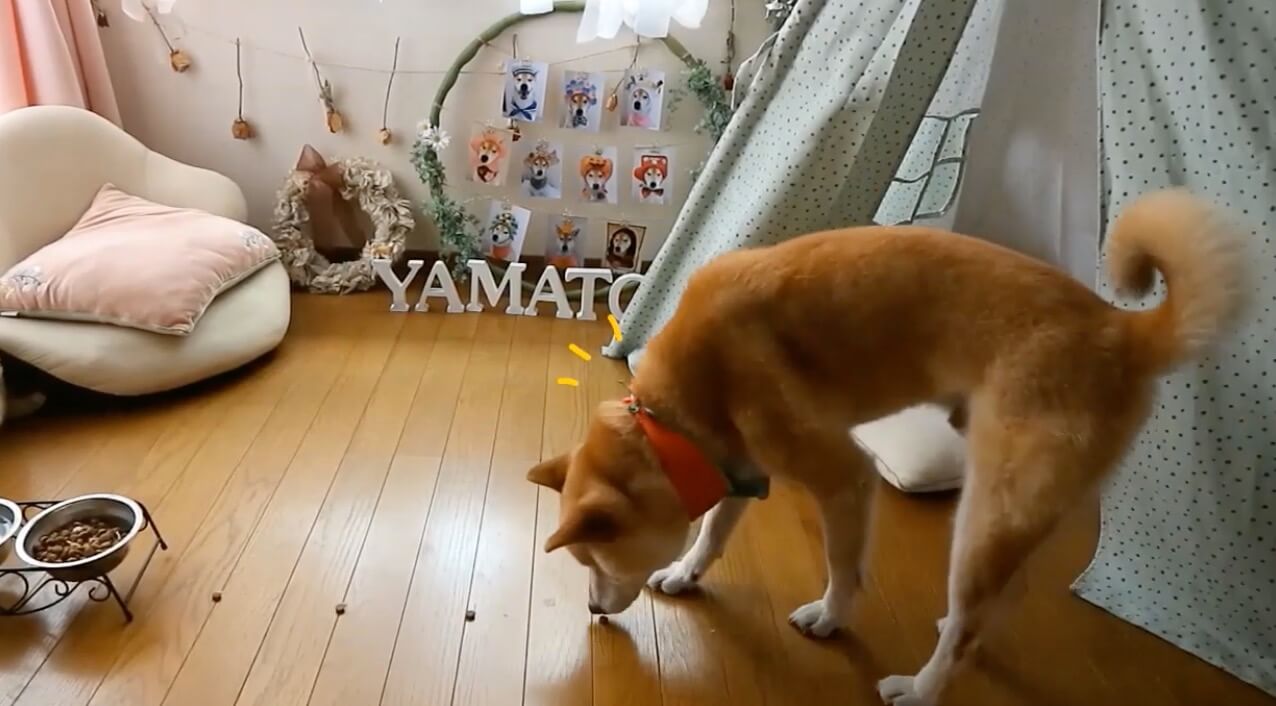 柴犬,YouTube