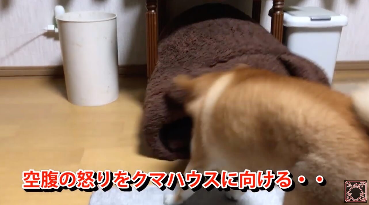 柴犬,YouTube