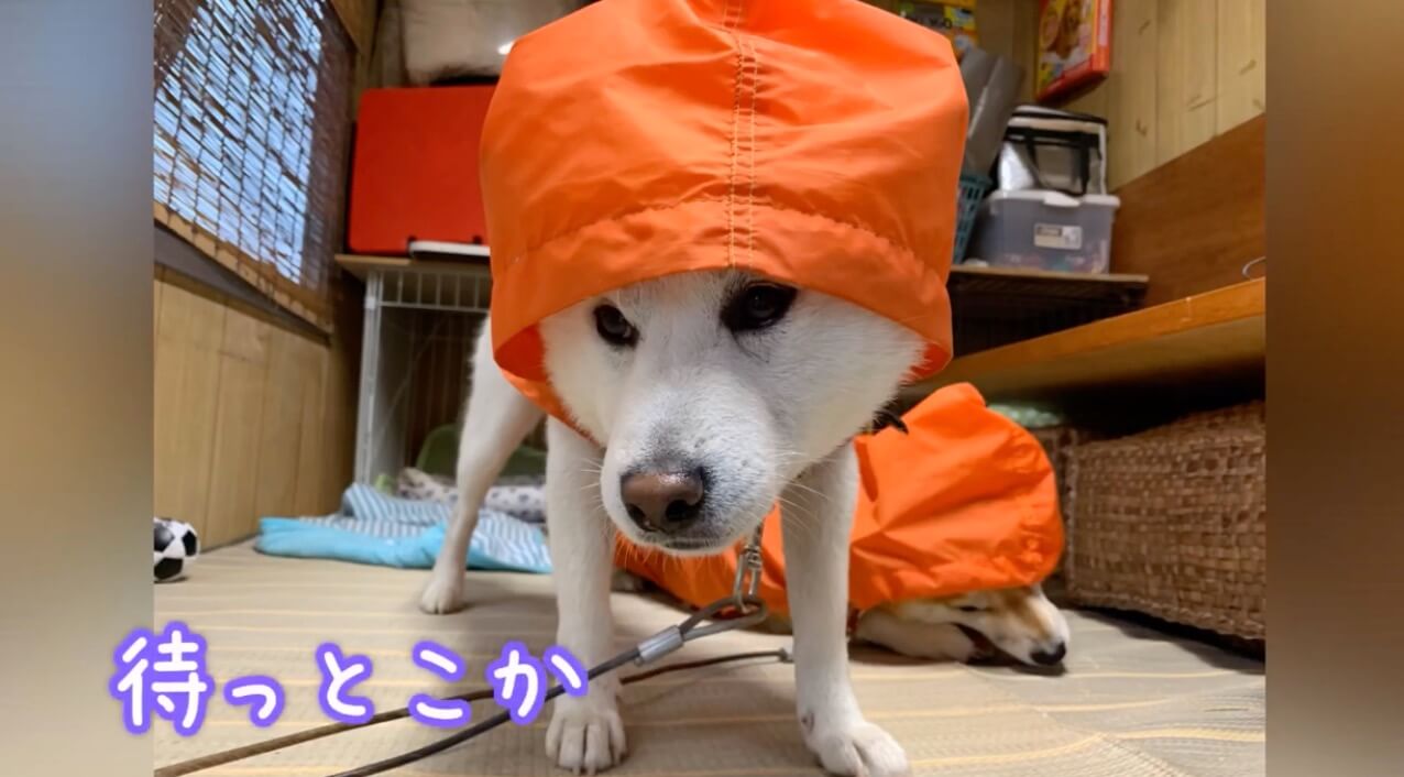 柴犬,YouTube