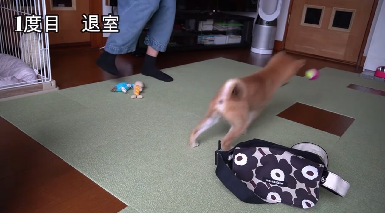 柴犬,YouTube