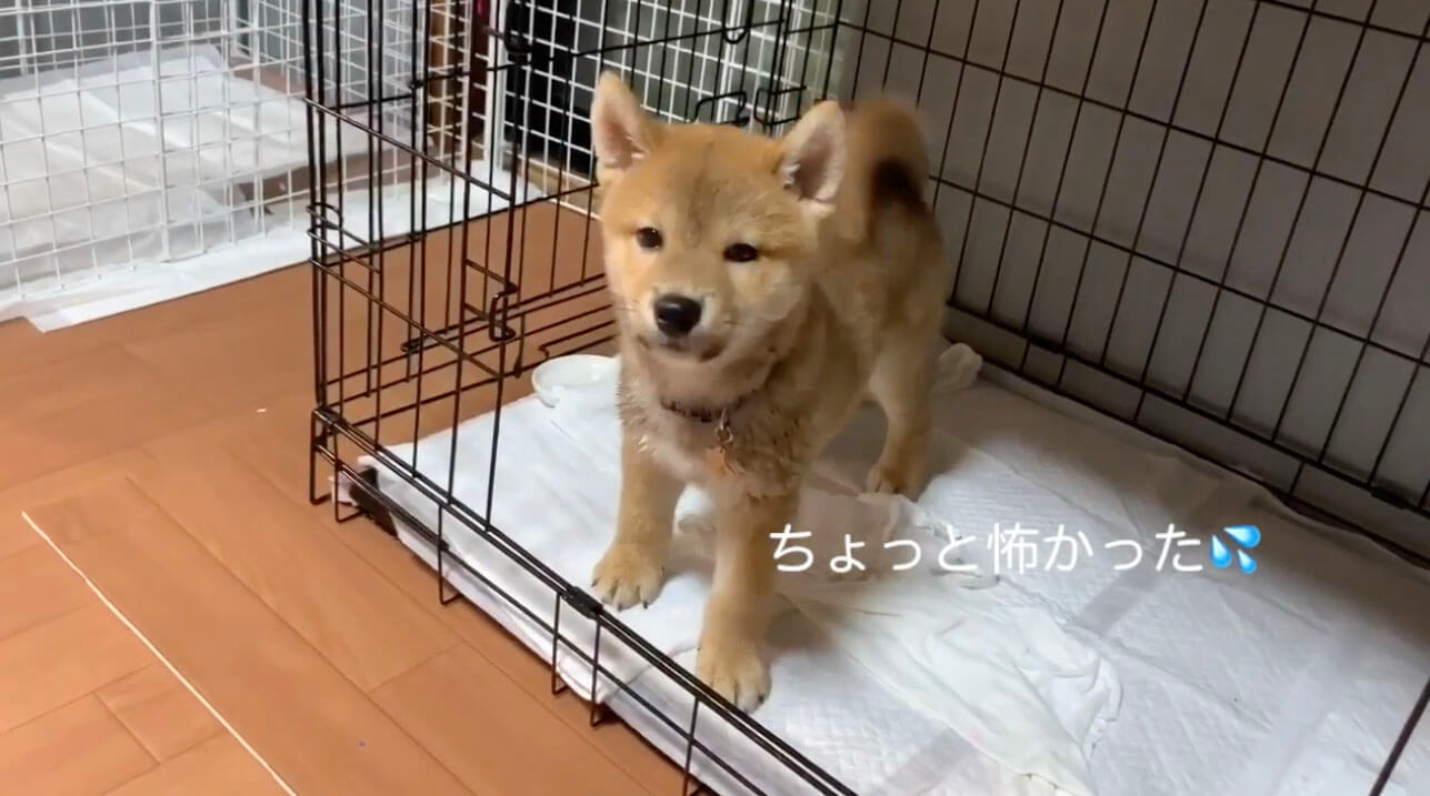 柴犬,YouTube