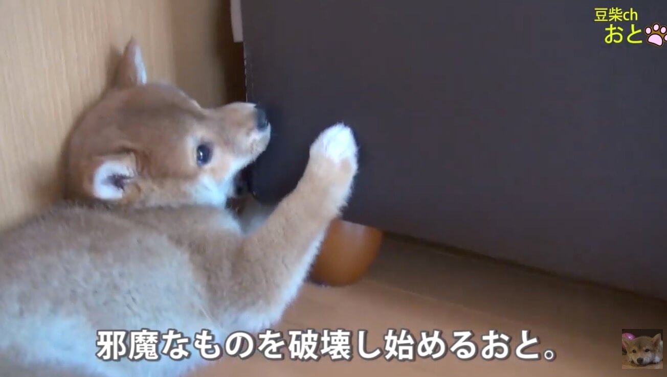 柴犬,YouTube