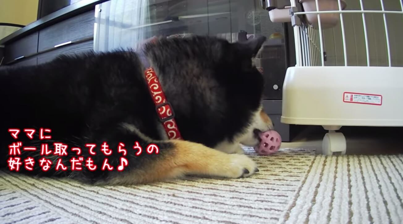 柴犬,YouTube