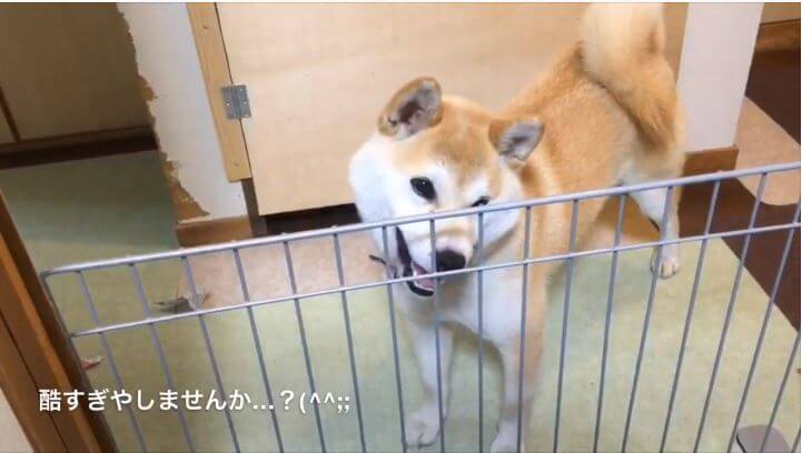 柴犬,YouTube