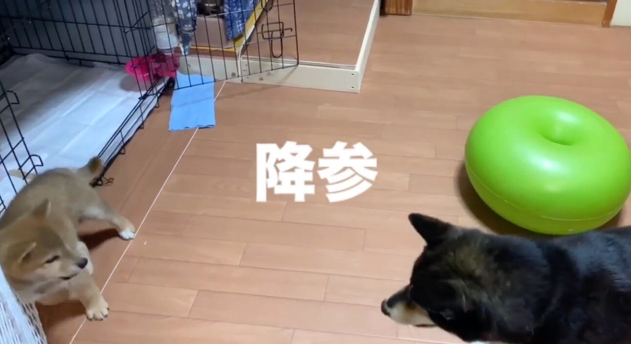 柴犬,YouTube