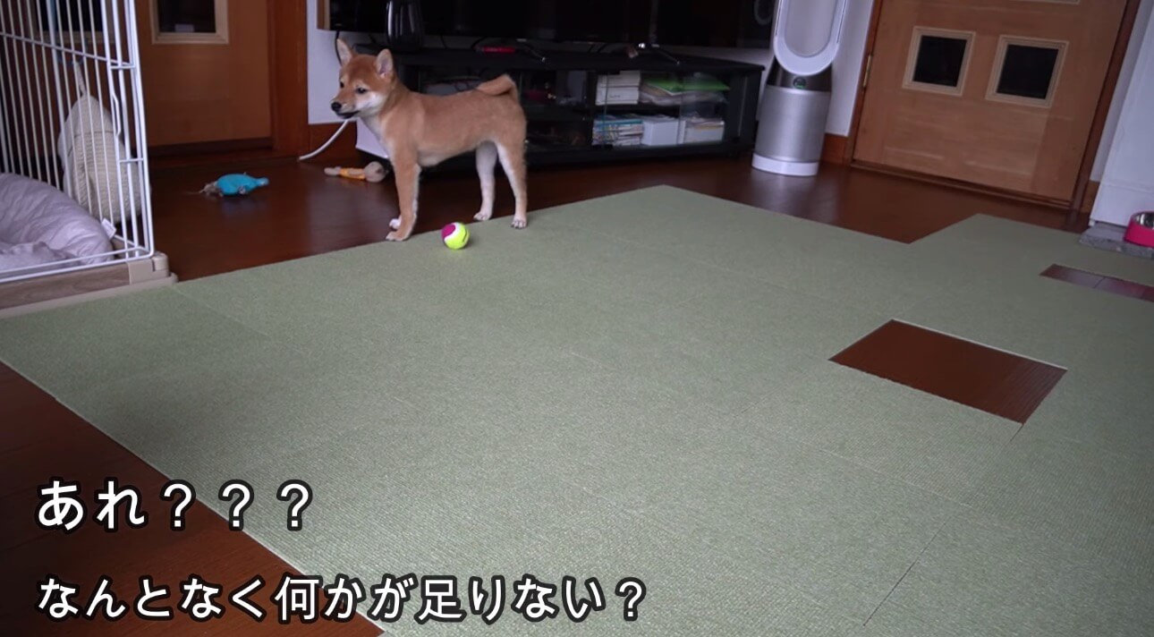 柴犬,YouTube