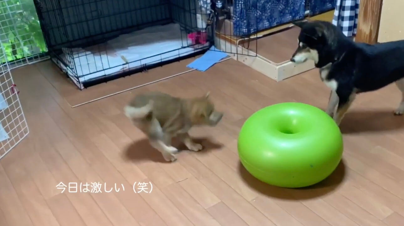 柴犬,YouTube