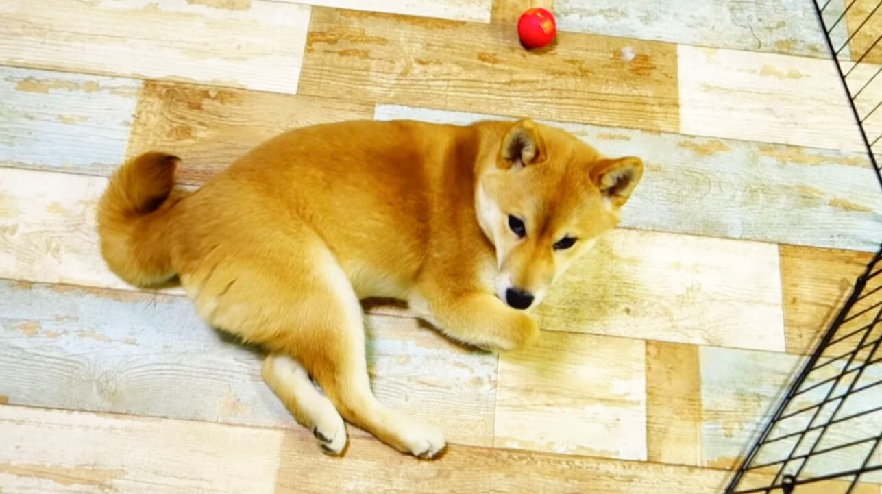 柴犬,YouTube