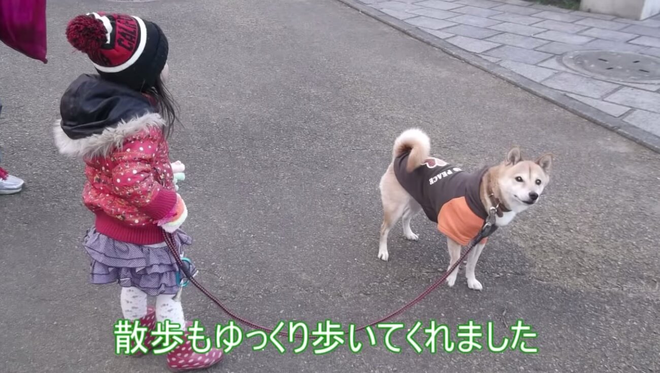 柴犬,YouTube
