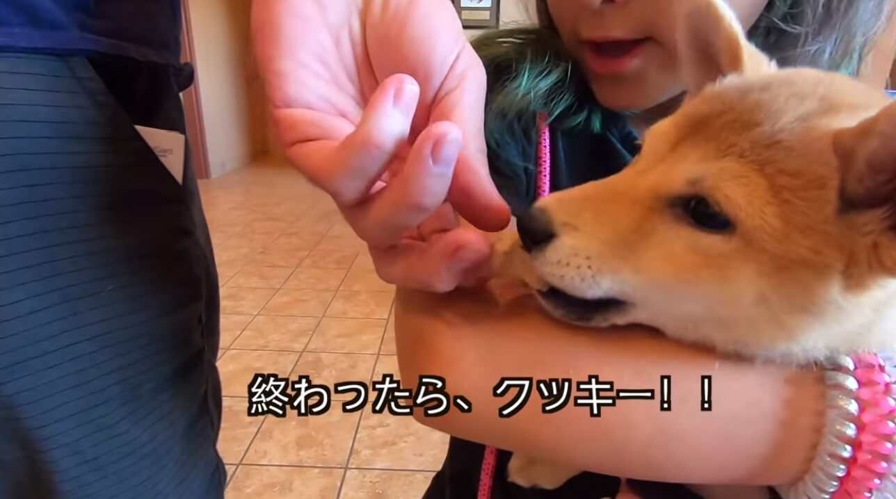 柴犬,YouTube