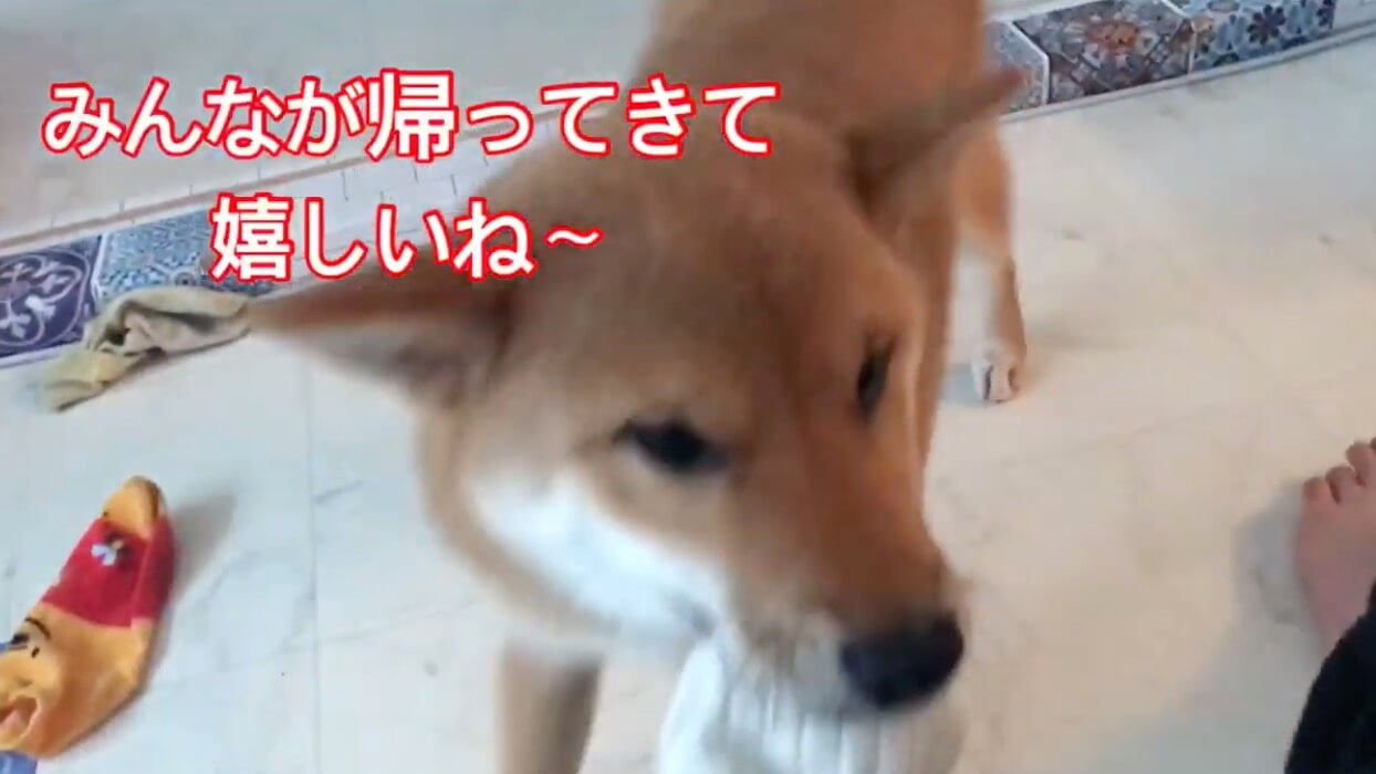 柴犬,YouTube