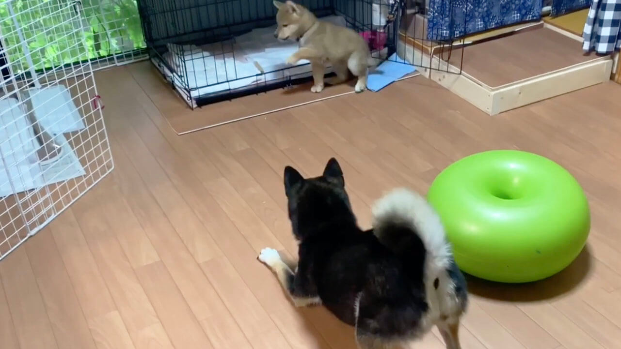 柴犬,YouTube
