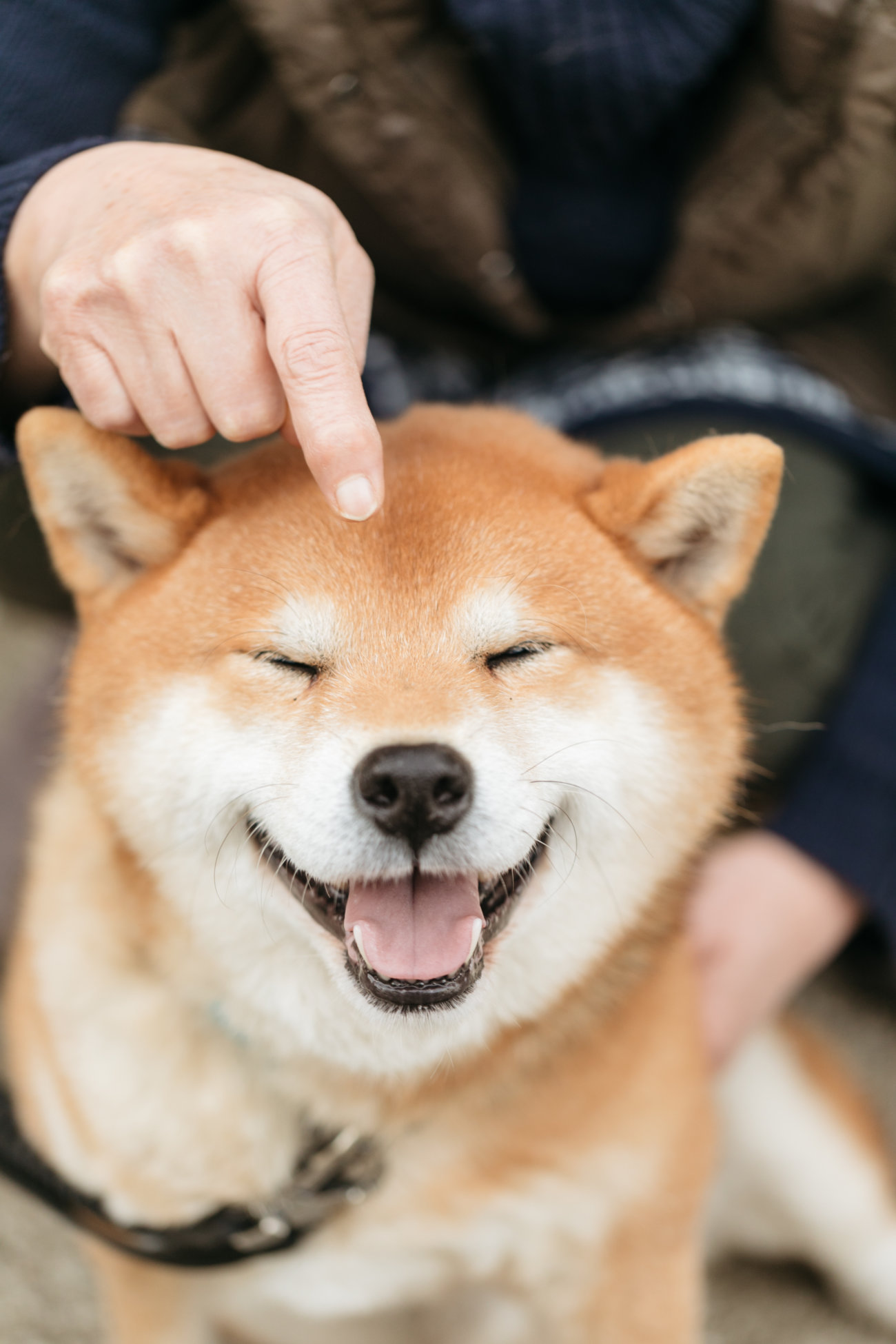 雑誌,柴犬ライフ