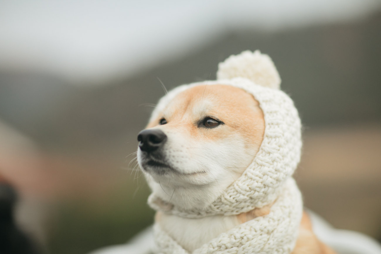 雑誌,柴犬ライフ