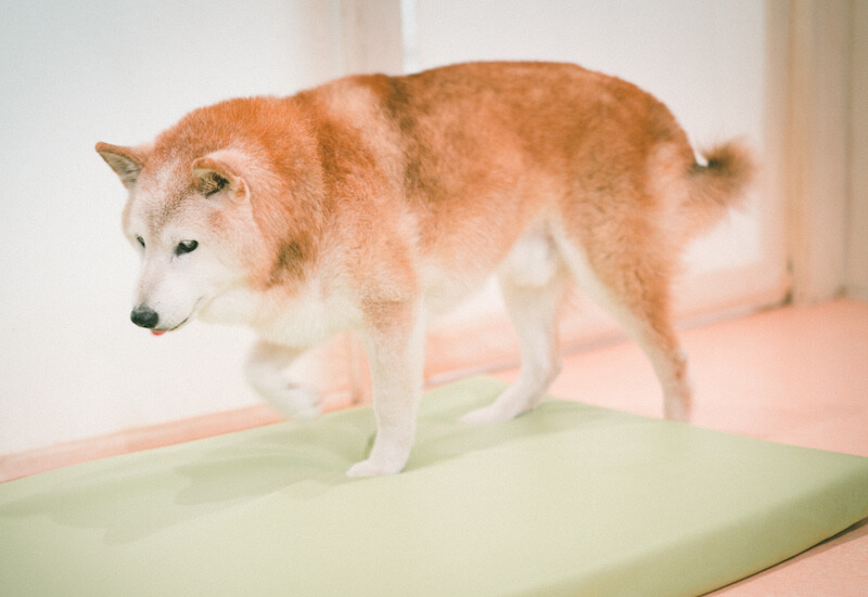 キュティア老犬クリニック