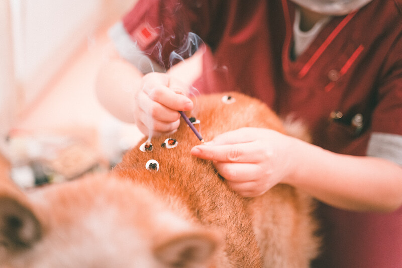 鍼灸を受ける柴