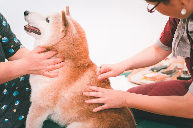 鍼を刺す柴犬