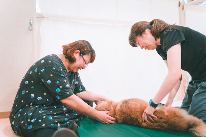 キュティア老犬クリニック