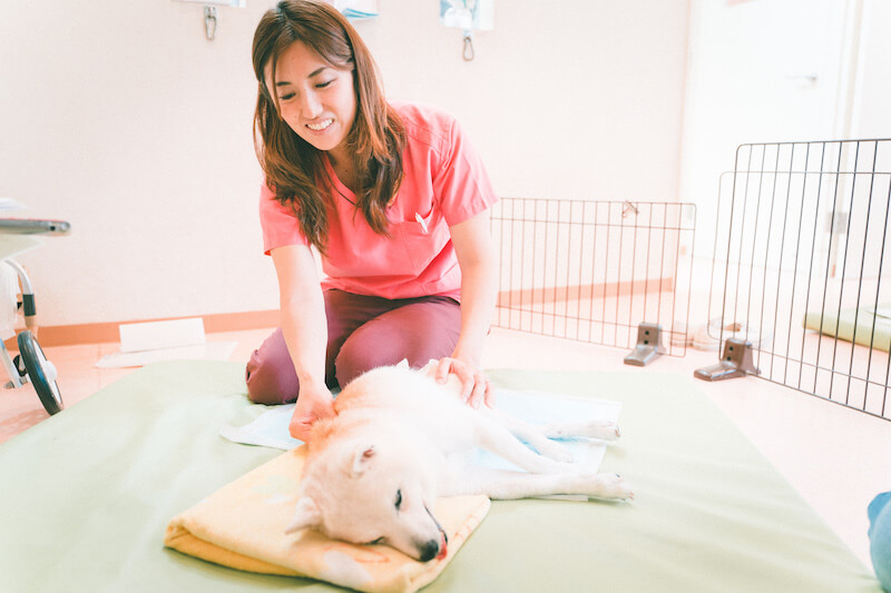 ドッグマッサージ