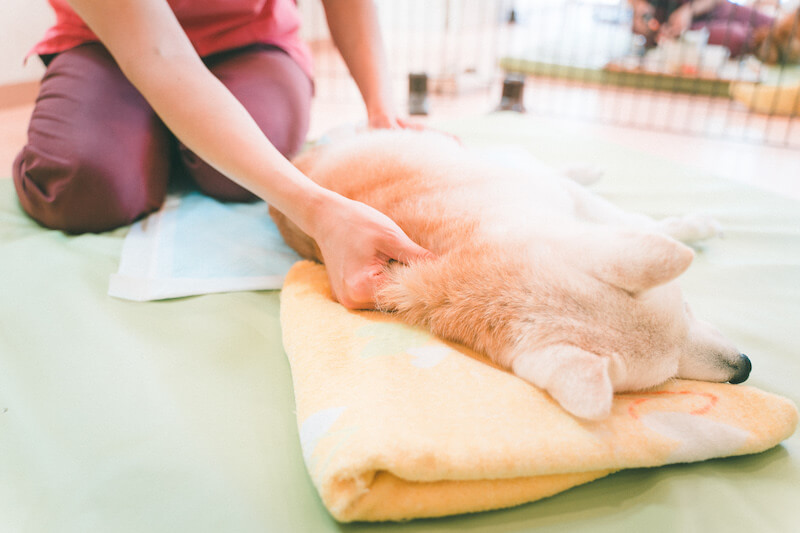 キュティア老犬クリニック