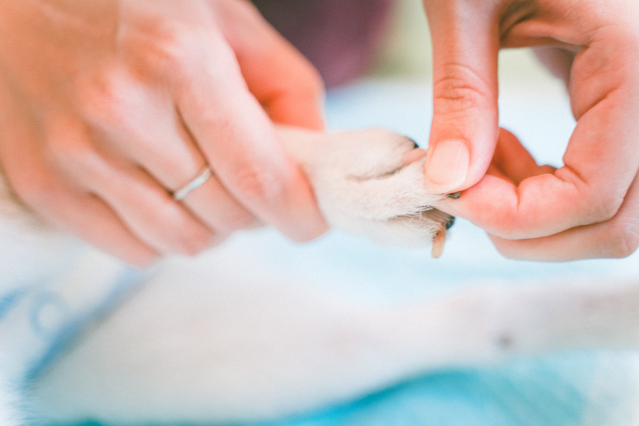 キュティア老犬クリニック