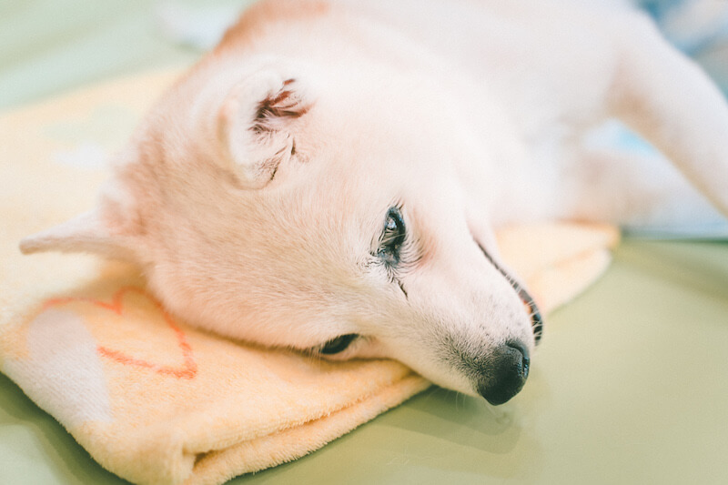 キュティア老犬クリニック