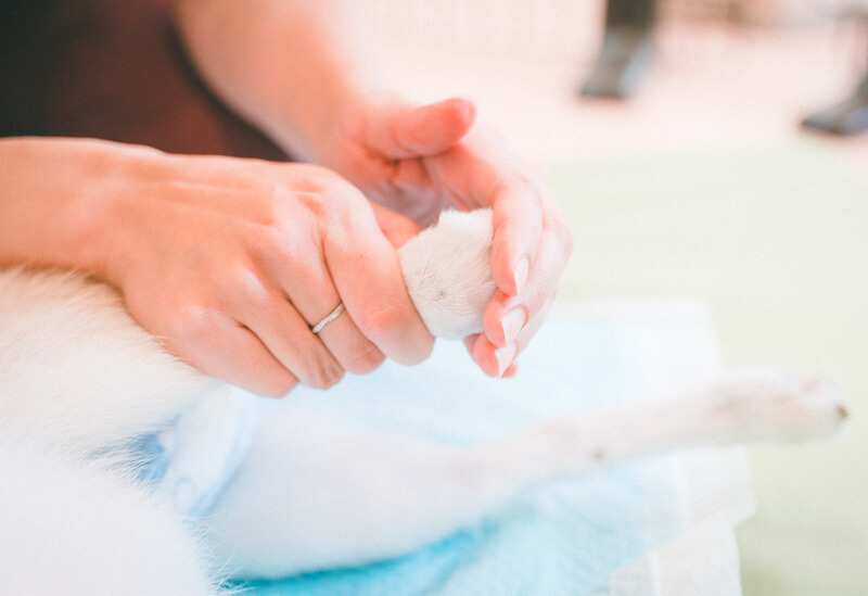 キュティア老犬クリニック