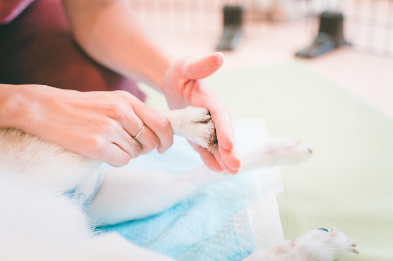 キュティア老犬クリニック