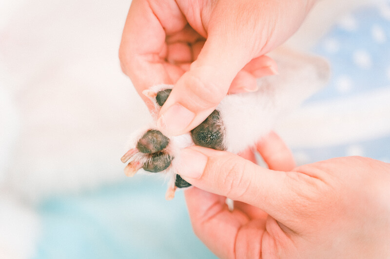 キュティア老犬クリニック