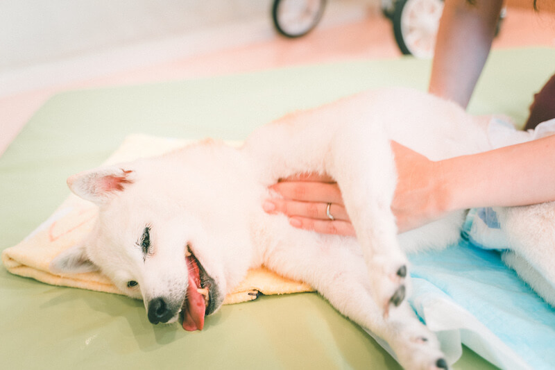 キュティア老犬クリニック