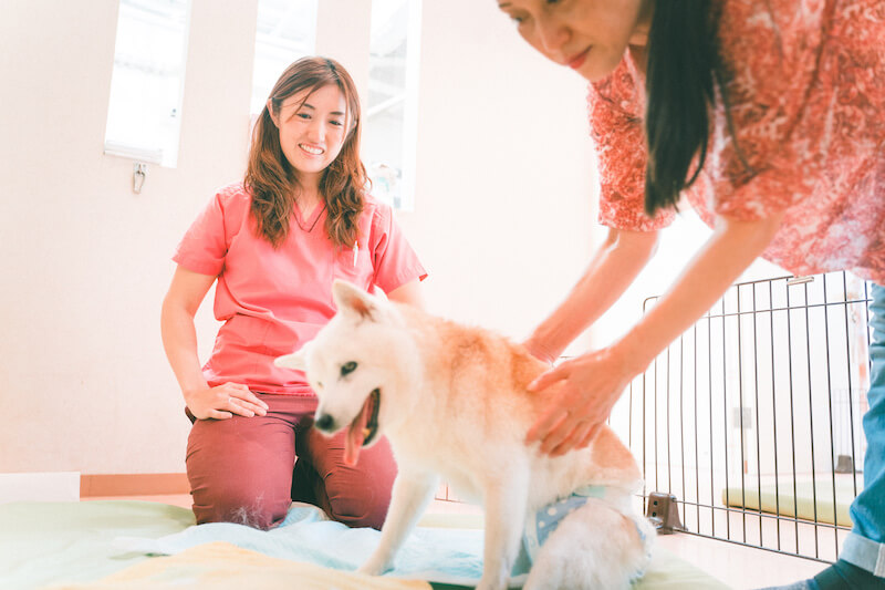 キュティア老犬クリニック