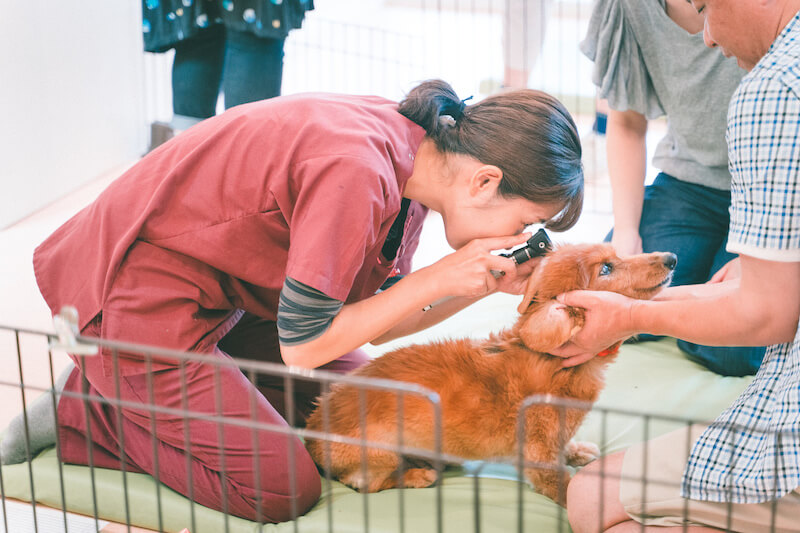 キュティア老犬クリニック