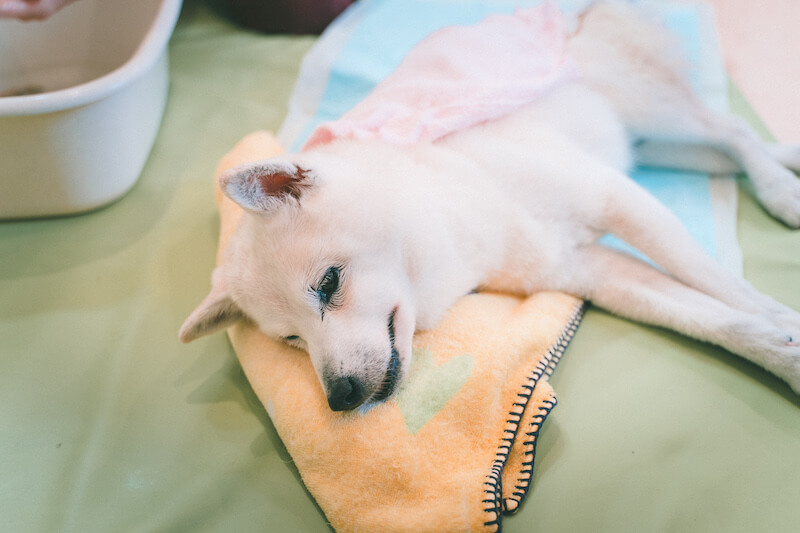 キュティア老犬クリニック