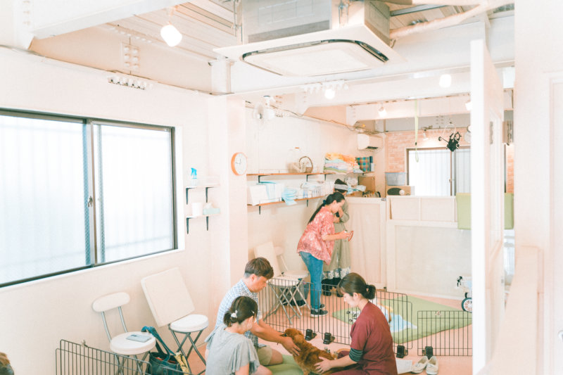 キュティア老犬クリニック