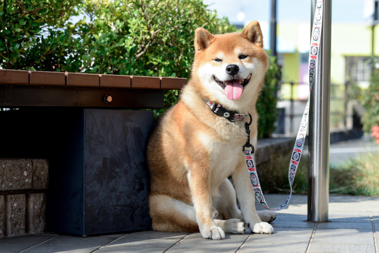 柴犬,リード,ウルフギャング