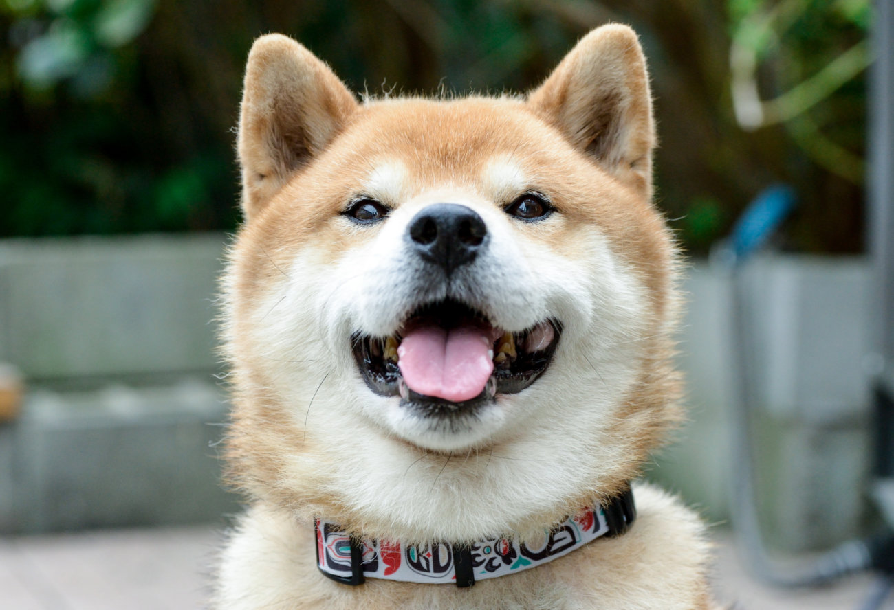 柴犬,リード,ウルフギャング