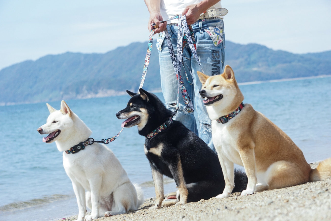 柴犬,リード,ウルフギャング