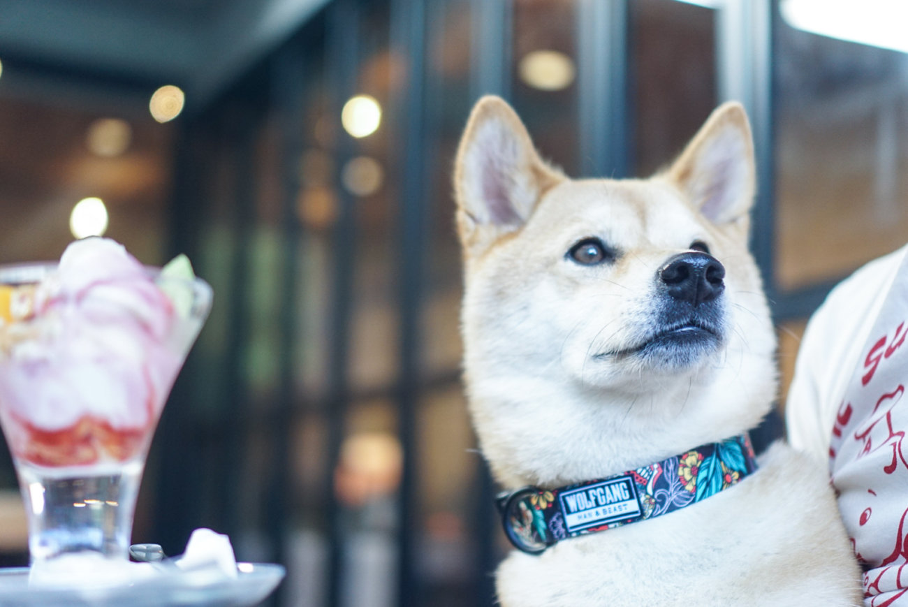 柴犬,リード,ウルフギャング