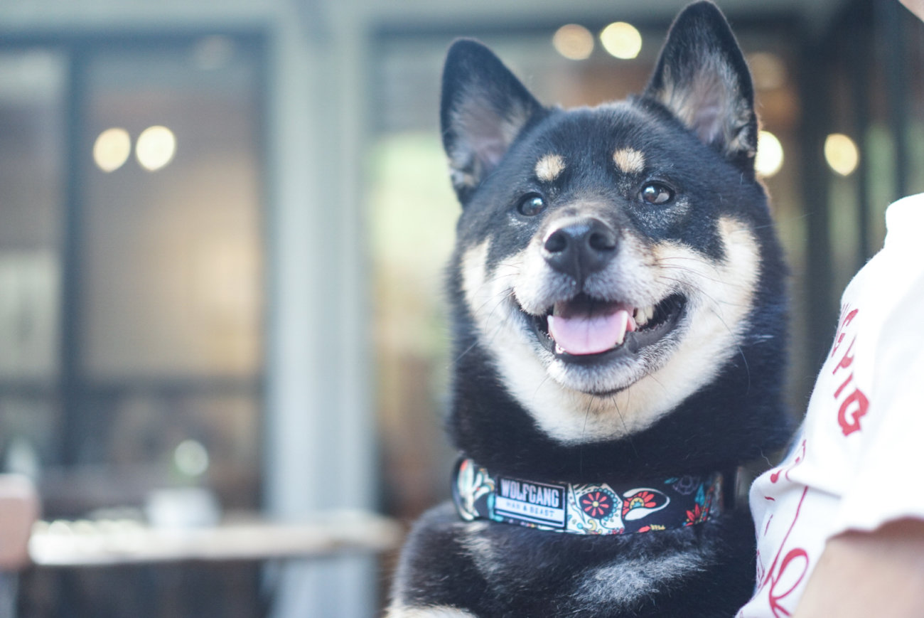 柴犬,リード,ウルフギャング