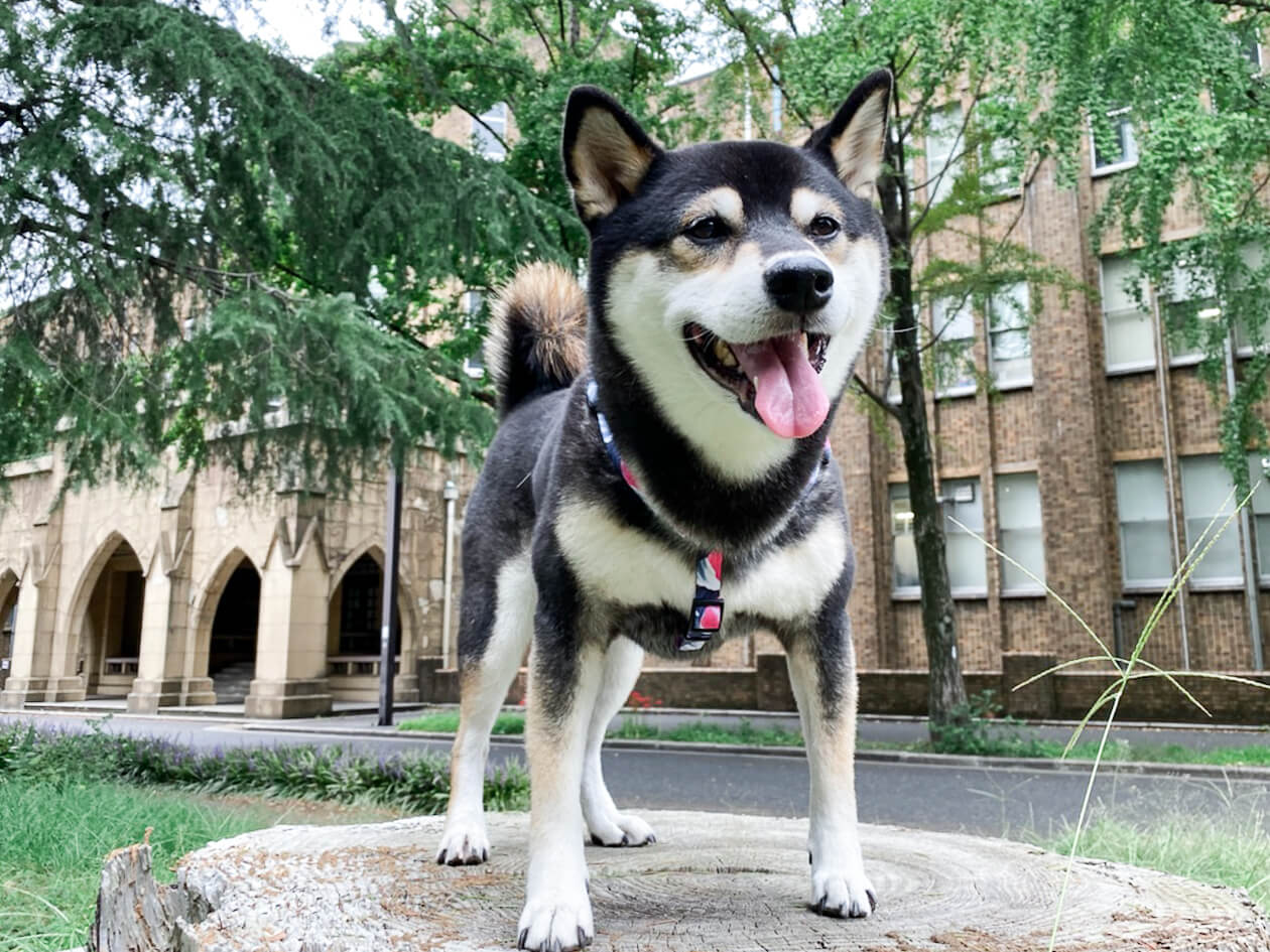 柴犬,リード,ウルフギャング