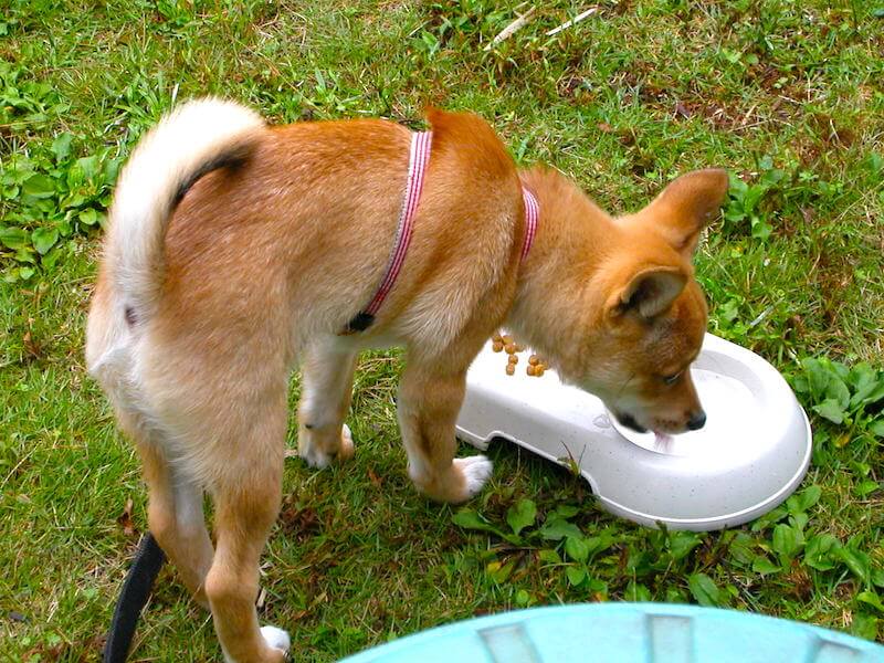 柴ミックスのミシェル